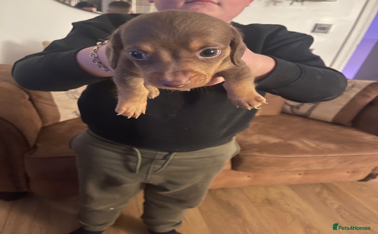 Mixed Breed dogs - Advert 1