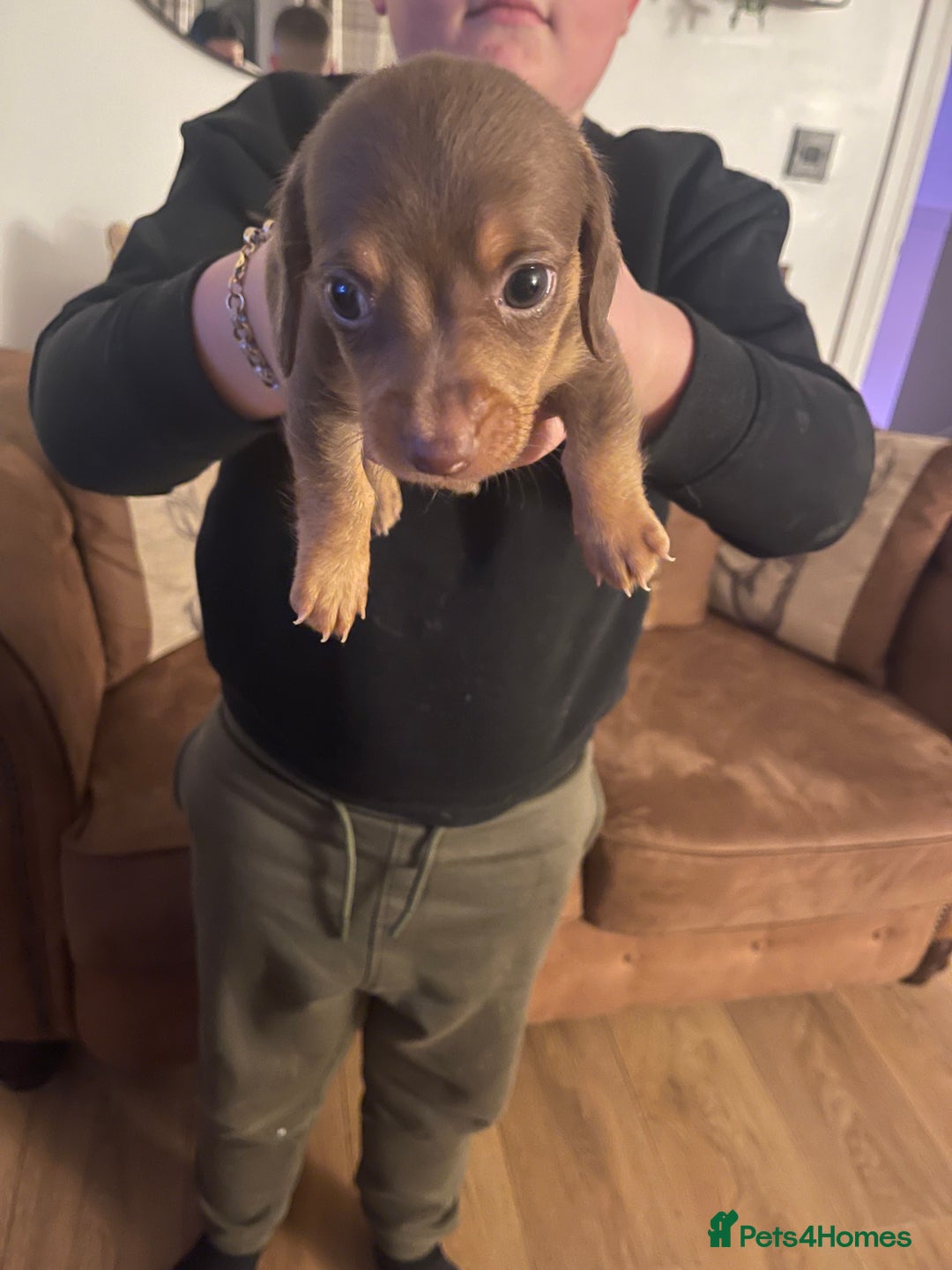 Mixed Breed dogs for sale: Jackshunds for sale  - Image 1