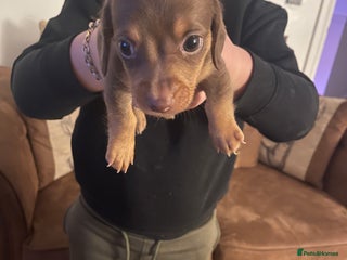 Mixed Breed dogs - Advert 1