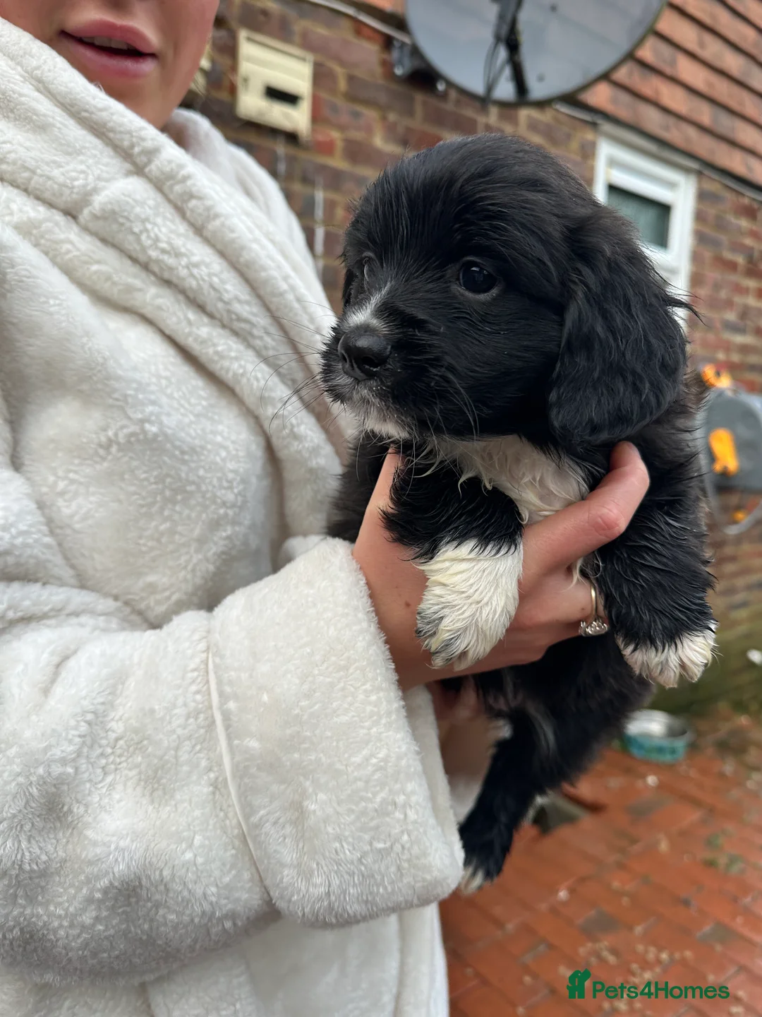 Mixed Breed dogs for sale: Pom X Cocker spaniel  in Cranbrook - Advert 3