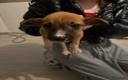 Lurcher dogs for sale: Whippet puppies - Image 5