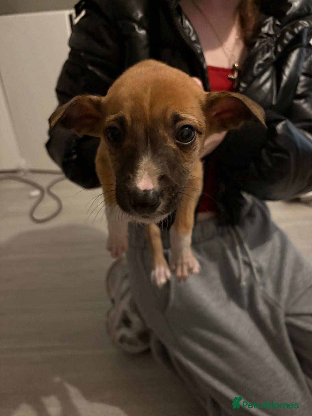 Lurcher dogs for sale: Whippet puppies - Image 5