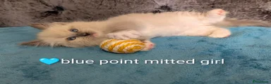blue collar girl , blue point mitted ragdoll kitten 