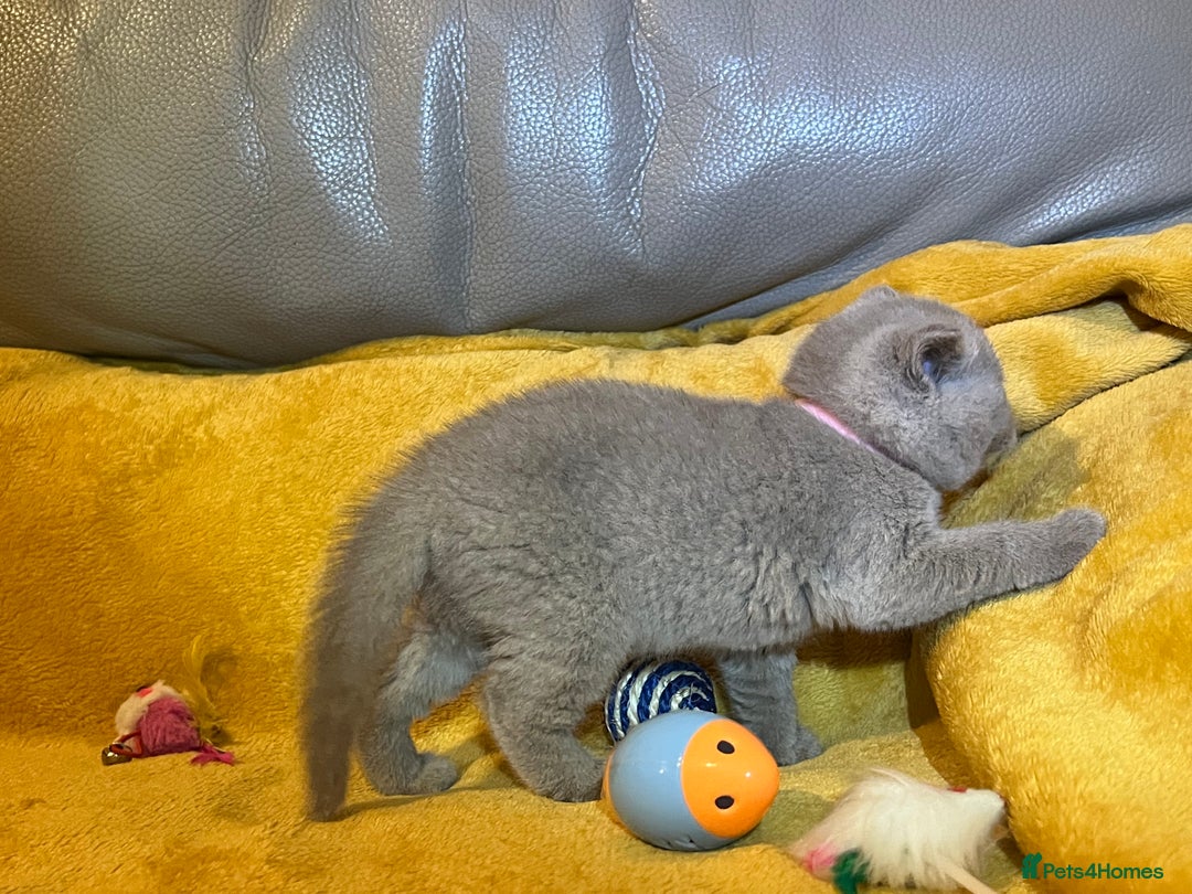 British Shorthair cats for sale: British Shorthair Kittens – Loving Homes Only 🐾 - Advert 14