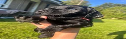 Cocker Spaniel dogs for sale: Beautiful working cocker spaniel pups  - Advert 17