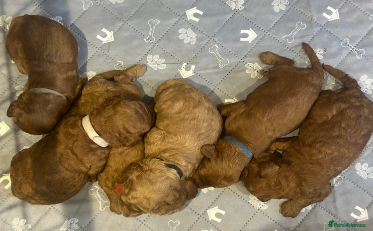 Cavapoo dogs - Advert 7