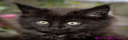 Maine Coon cats for sale: Polydactyl Maine Coon kittens are available  - Advert 12