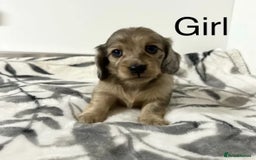 Miniature Dachshund dogs for sale: Miniature longhair dachshunds health test parents  - Image 17