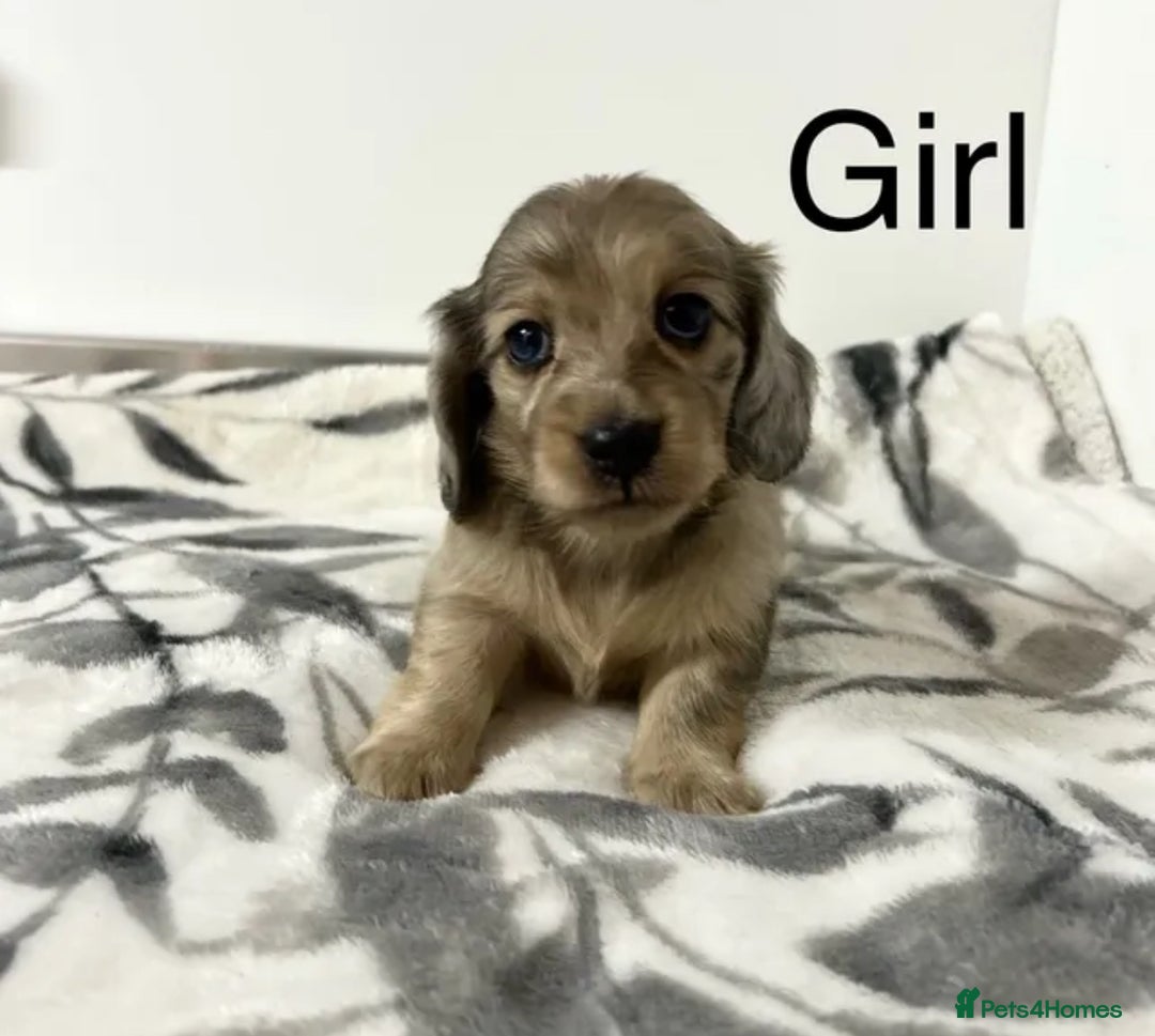 Miniature Dachshund dogs for sale: Miniature longhair dachshunds health test parents  - Image 17