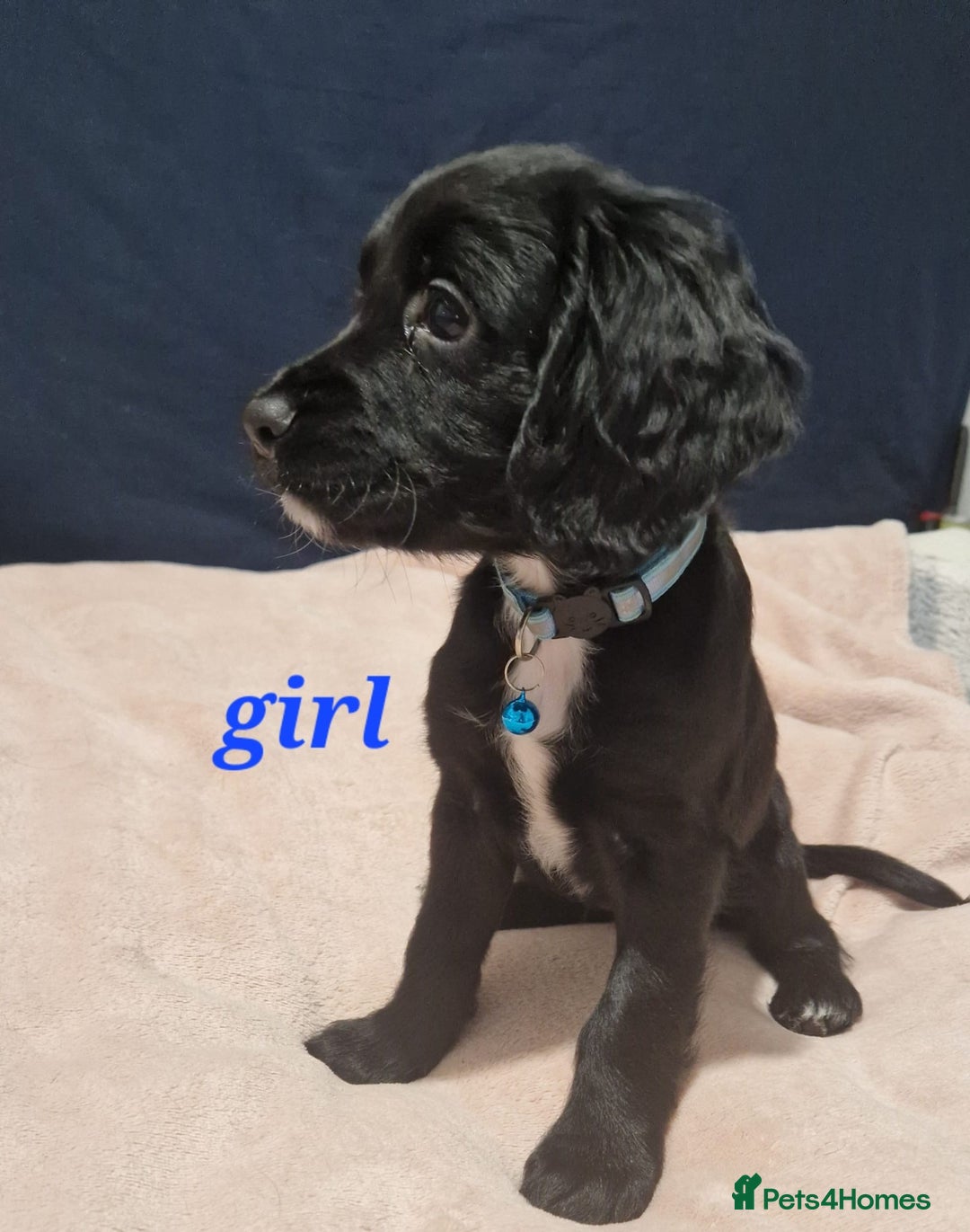 Sprocker dogs for sale: Stunning Sprocker Spaniels - Image 9