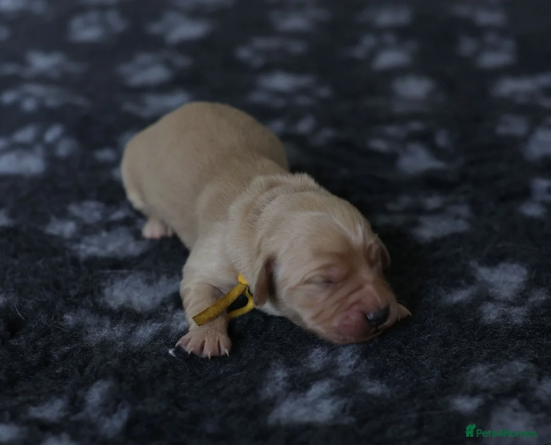 Golden Retriever dogs for sale: Golden Retriever / Goldardor Puppies - Advert 8