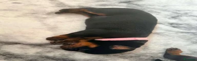 Rottweiler 7