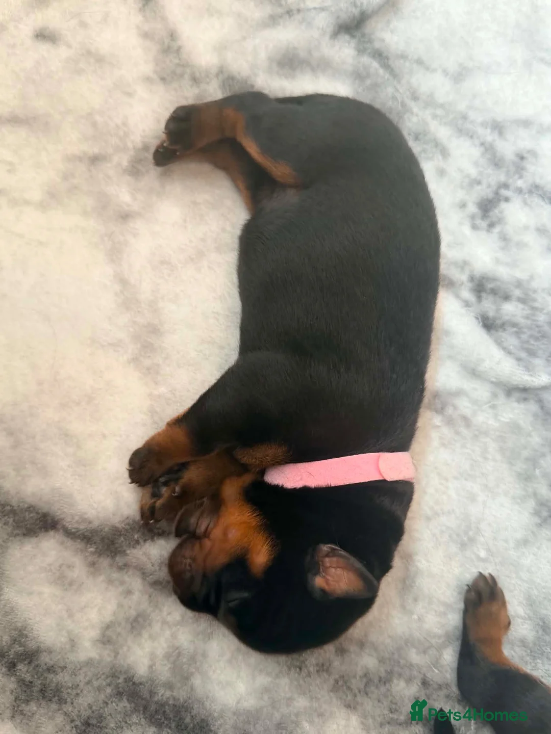 Rottweiler dogs for sale: KC Serbian Rottweilers champion winning bloodlines - Advert 2
