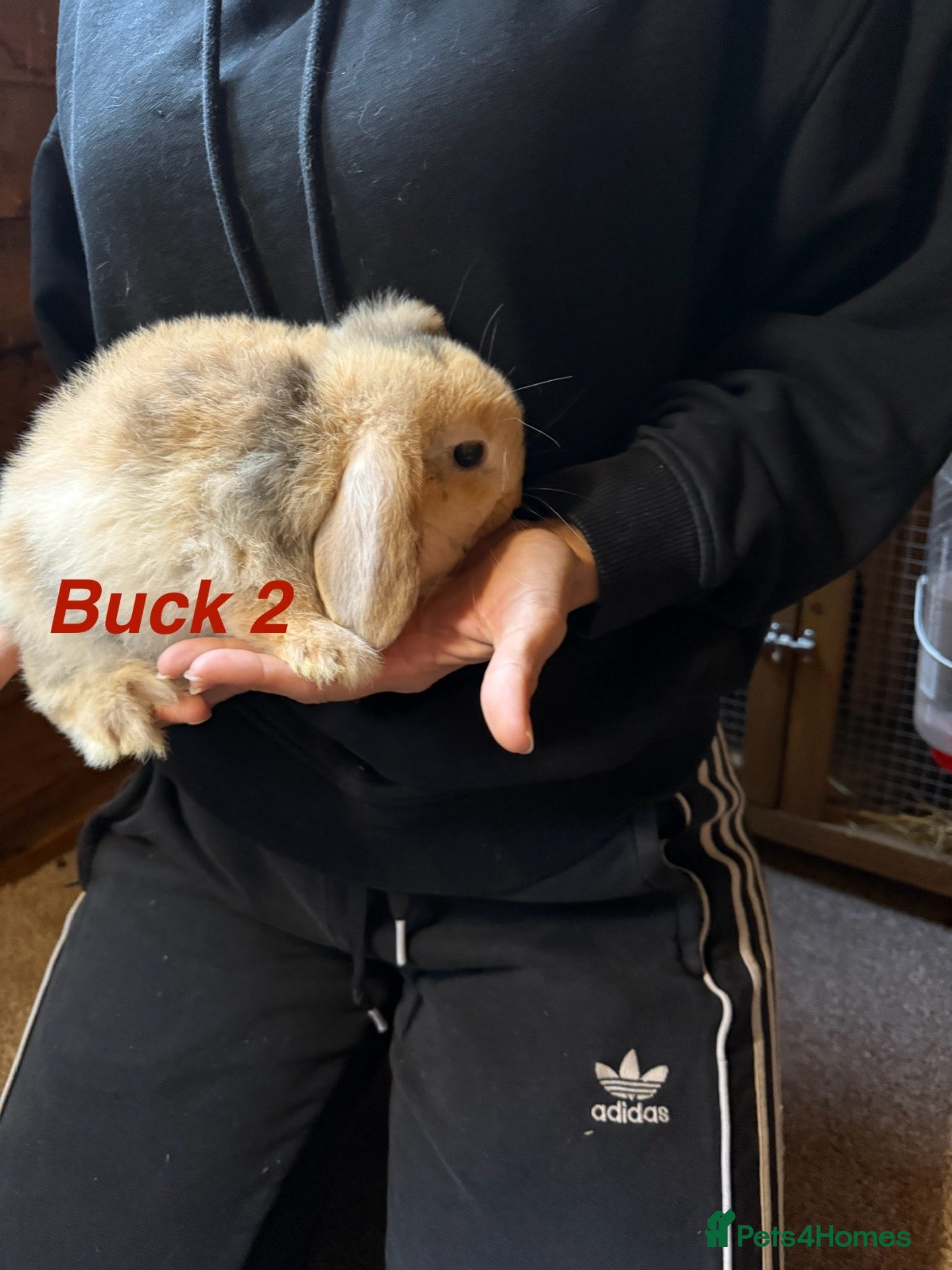 Mini Lop rabbits for sale: Gorgeous mini lop babies - Advert 2