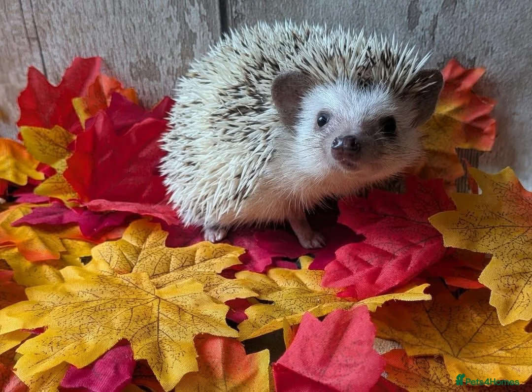 Pygmy Hedgehog rodents for sale: Pinto Pygmy hedgehog babies boy & girl ready now in Doncaster - Advert 2