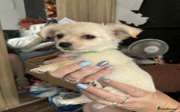 Pomchi dogs for sale: Pomchi puppys  - Image 2
