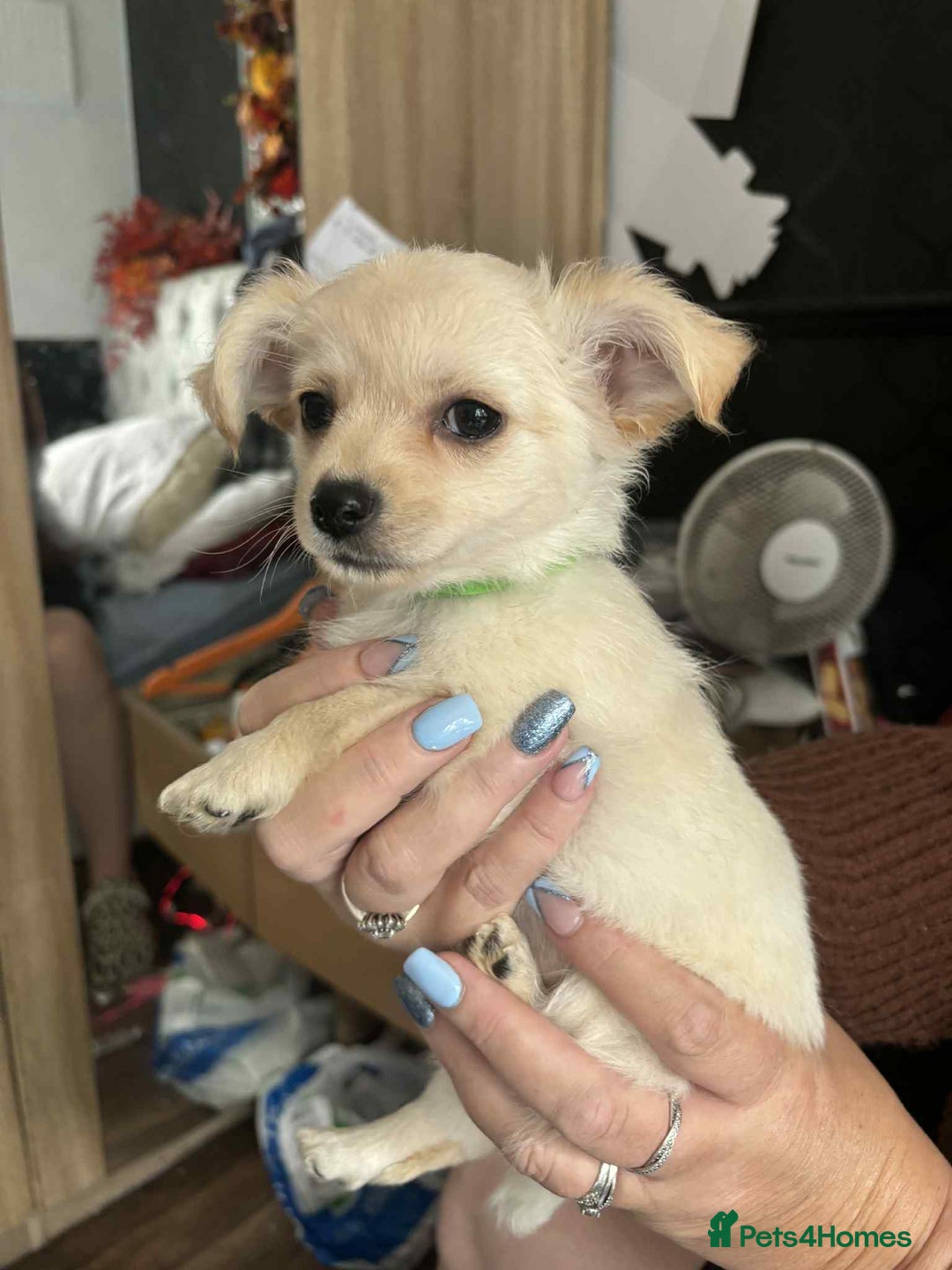 Pomchi dogs for sale: Pomchi puppys  - Image 2