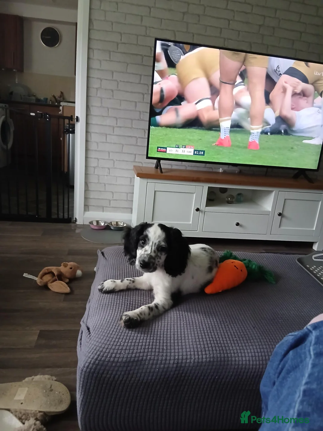 Cockapoo dogs for adoption: F2 cockapoo  in Sheffield - Advert 2