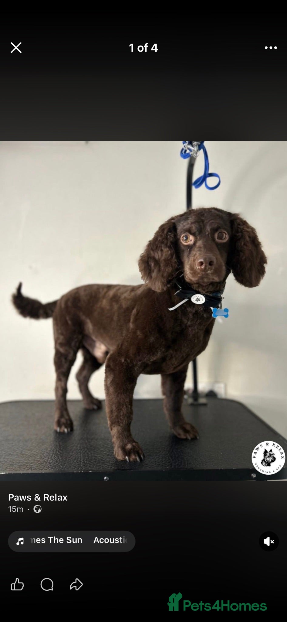 Mixed Breed dogs Gorgeous Irish water cocker spaniel - Advert 1