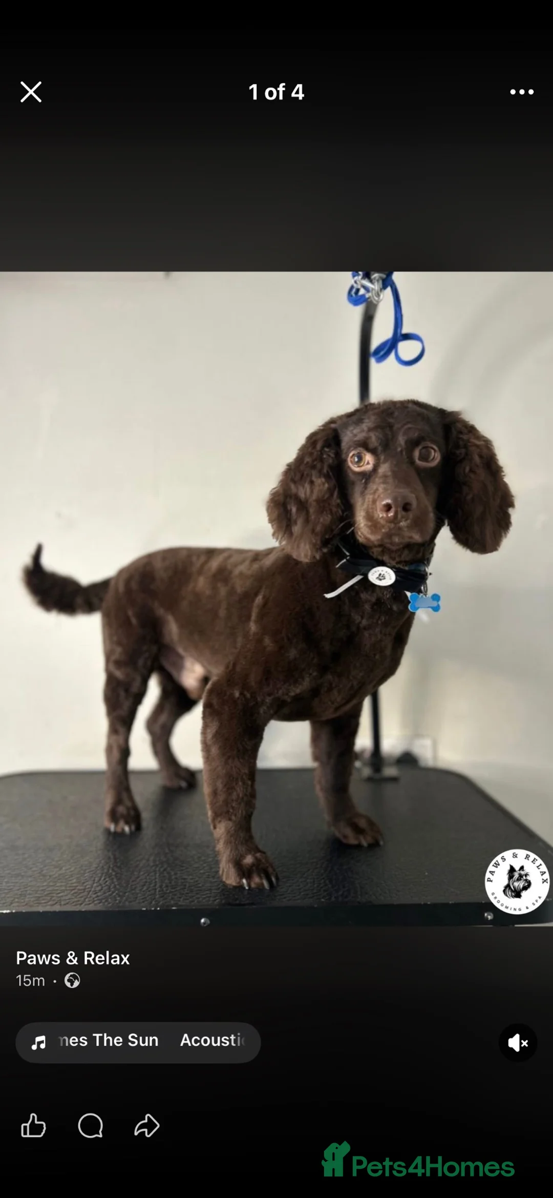 Mixed Breed dogs for sale: Gorgeous Irish water cocker spaniel in Glossop - Advert 1