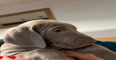 Weimaraner dogs - Advert 5