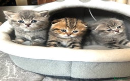 Scottish Fold cats for sale: Pure breed SCOTTISH FOLD - Image 34