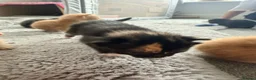 Mixed Breed cats for sale: Beautiful Family-Raised Kittens - Advert 8