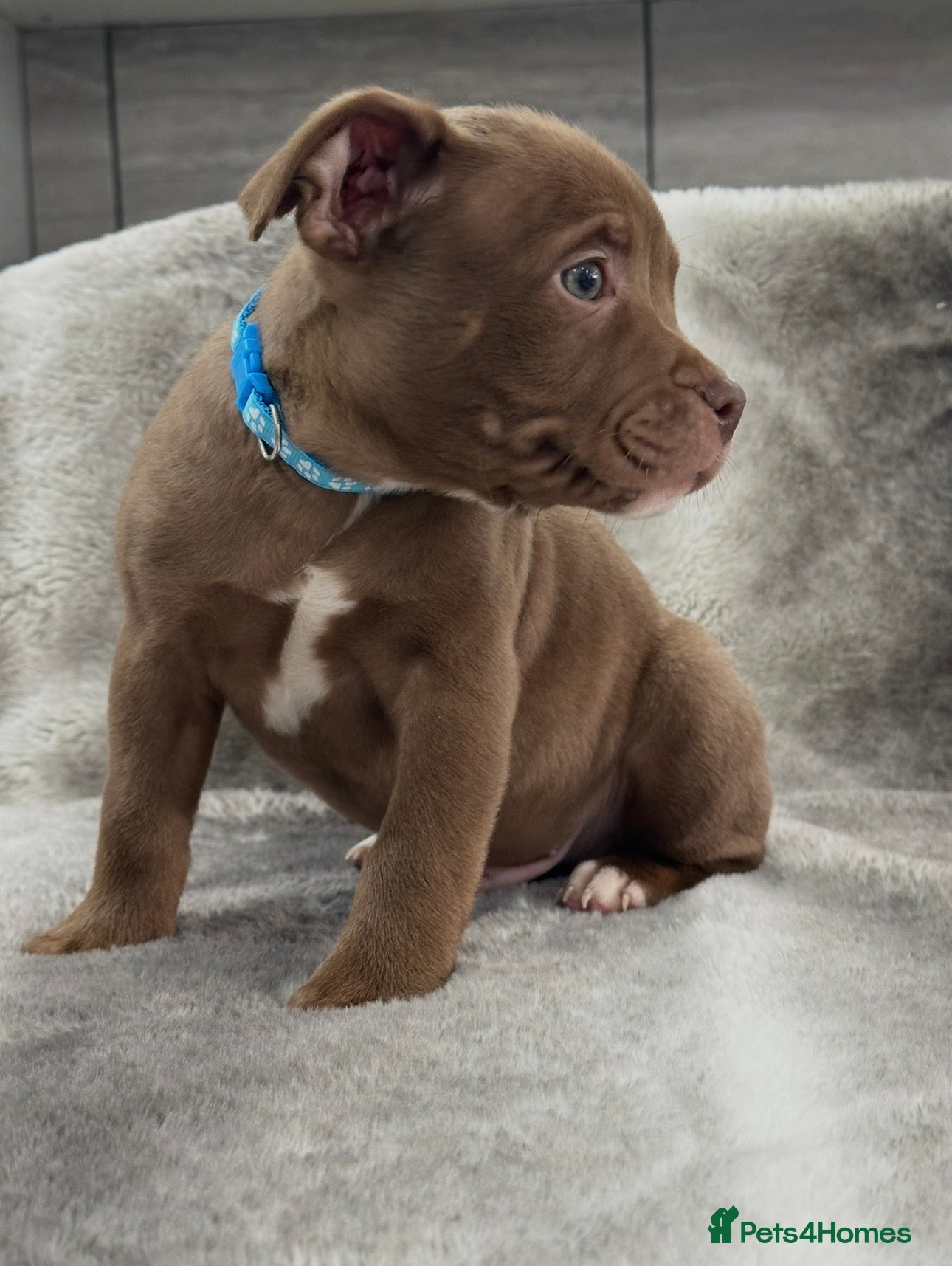 American Bully dogs REDUCED ABKC Registered Pocket bully import lines - Advert 3