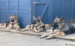 Mixed Breed dogs for sale: 9 gsd x pups for sale  - Image 6