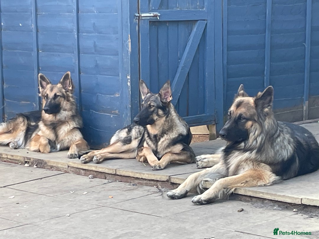 Mixed Breed dogs for sale: 9 gsd x pups for sale  - Image 6