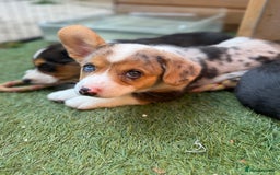Welsh Corgi Cardigan dogs for sale: Welsh Cardigan Corgis Puppies - Image 3