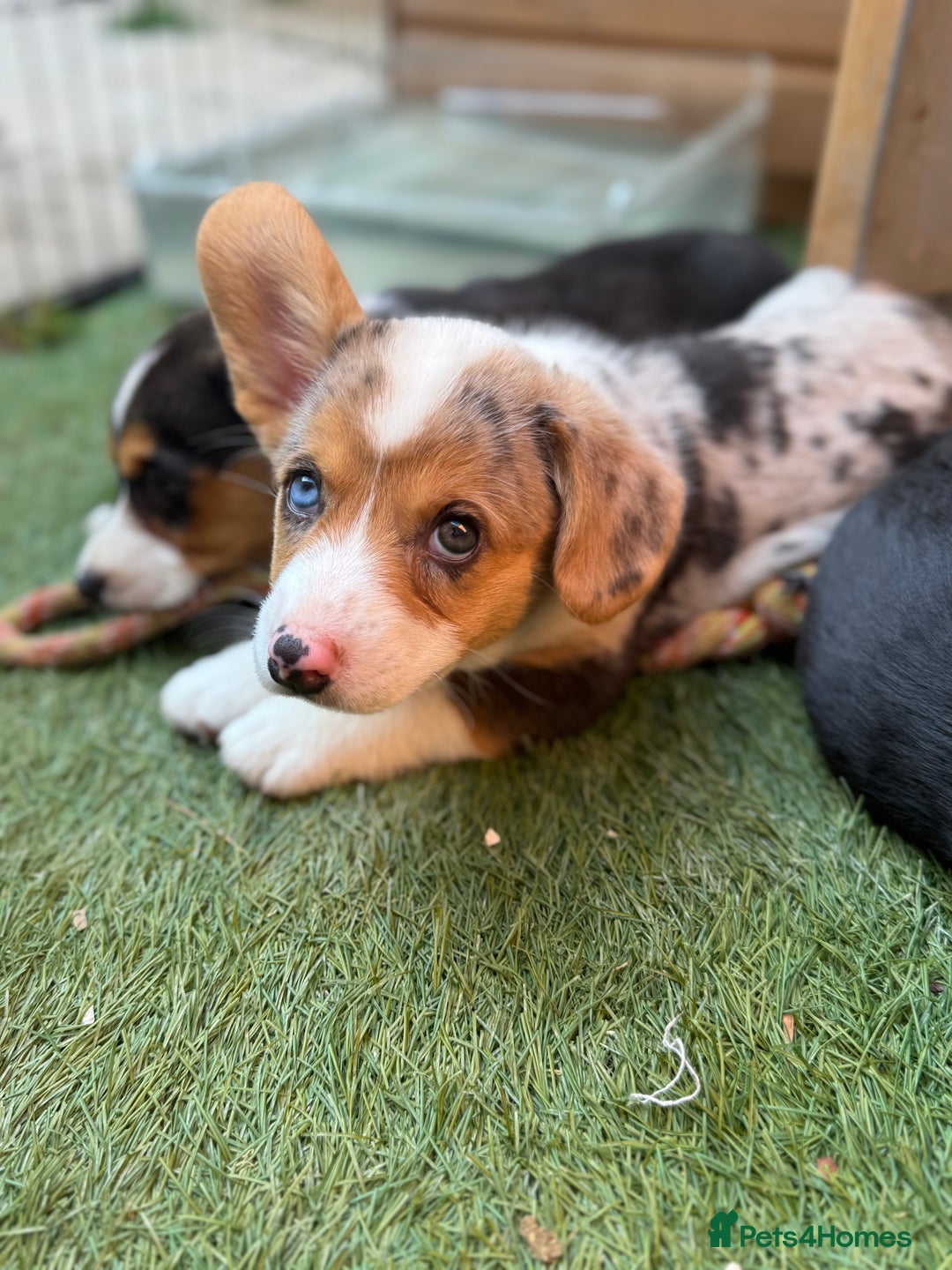 Welsh Corgi Cardigan dogs for sale: Welsh Cardigan Corgis Puppies - Image 3