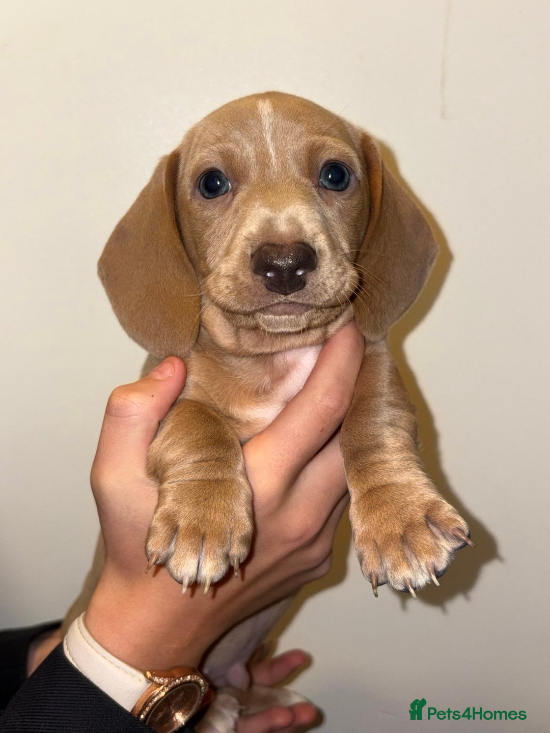 Dachshund dogs for sale: Beautiful Dashaund puppies  - Advert 13