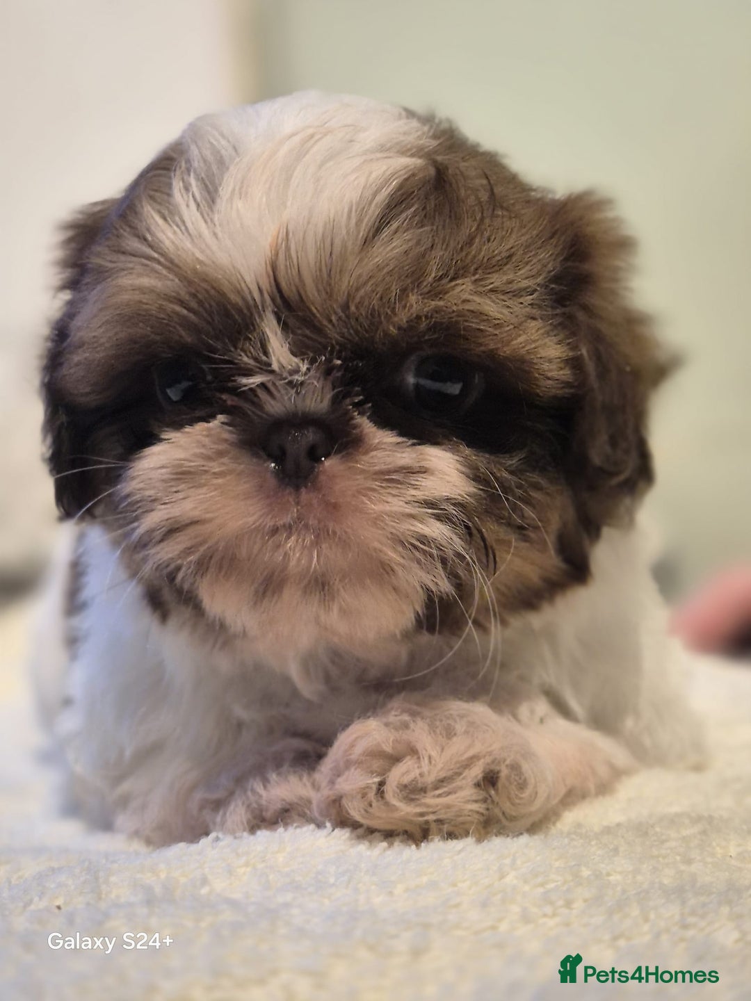 Shih Tzu dogs for sale: Outstanding Imperial Shih Tzu Pups - Image 23