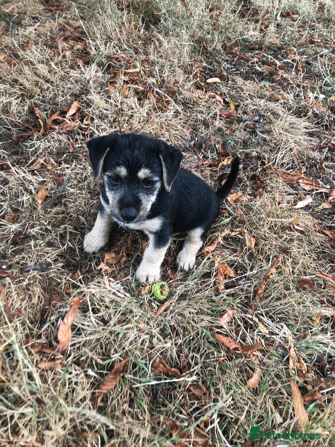 Mixed Breed dogs for sale: Terrier Patterdale x Sealyham  puppies - Image 16