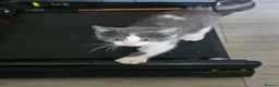 Mixed Breed cats for sale: Mixed breed kitten for sale  - Advert 4