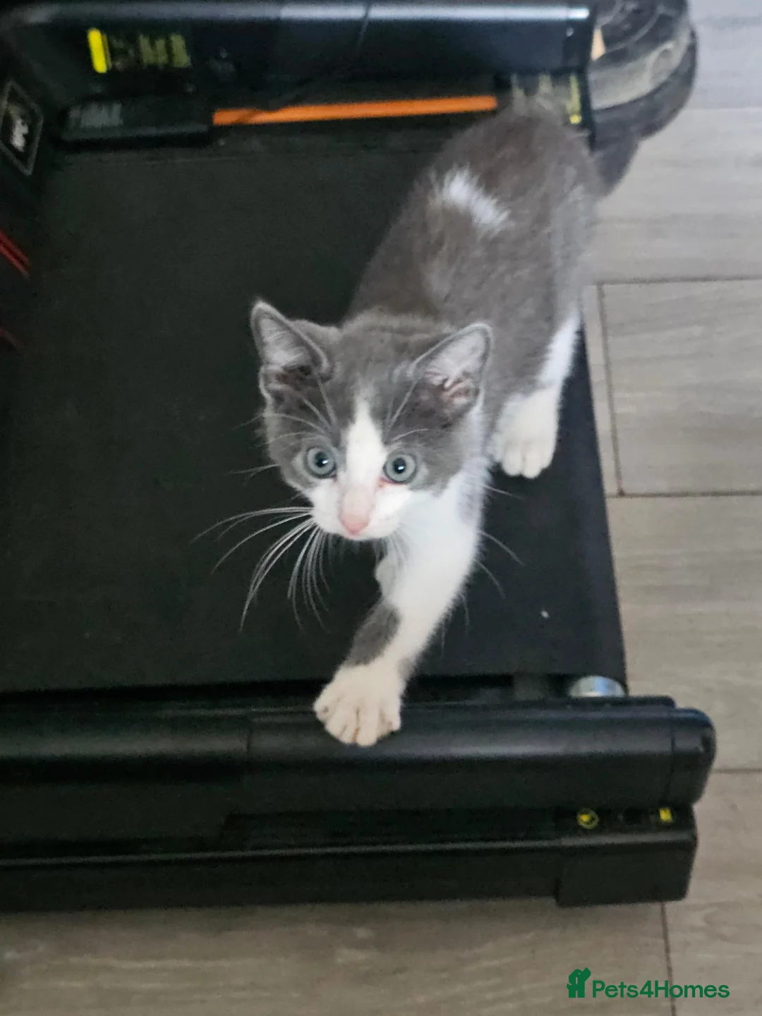 Mixed Breed cats for sale: Mixed breed kitten for sale  - Advert 4