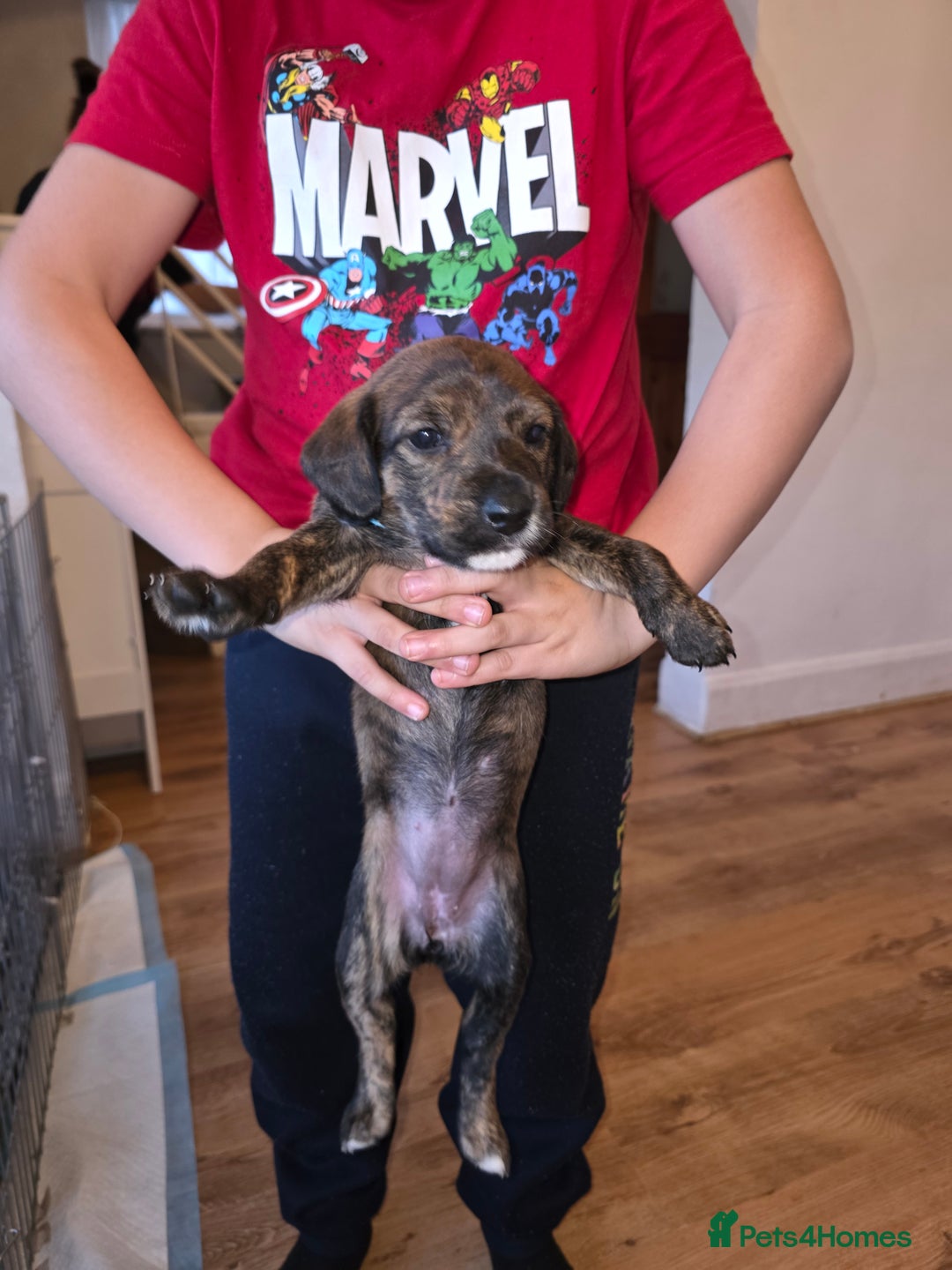 Mixed Breed dogs for sale: Puppies for sale - Advert 8