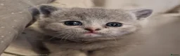 British Shorthair cats for sale: Beautiful British Shorthair kittens  - Advert 7