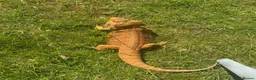 Bearded Dragon reptiles for sale: 5 year old male bearded dragon incl. viv - Advert 3