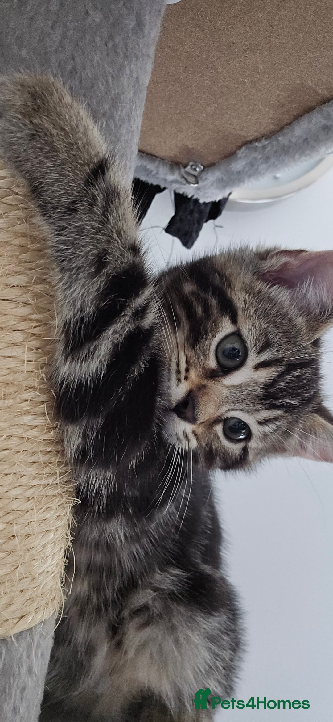 Bengal cats for sale: Bengal Mix - Advert 2