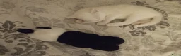Siberian cats for sale: 4 kittens for sale - Advert 6