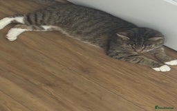 Domestic Shorthair cats for sale: Beautiful female tabby cat for sale  - Image 3