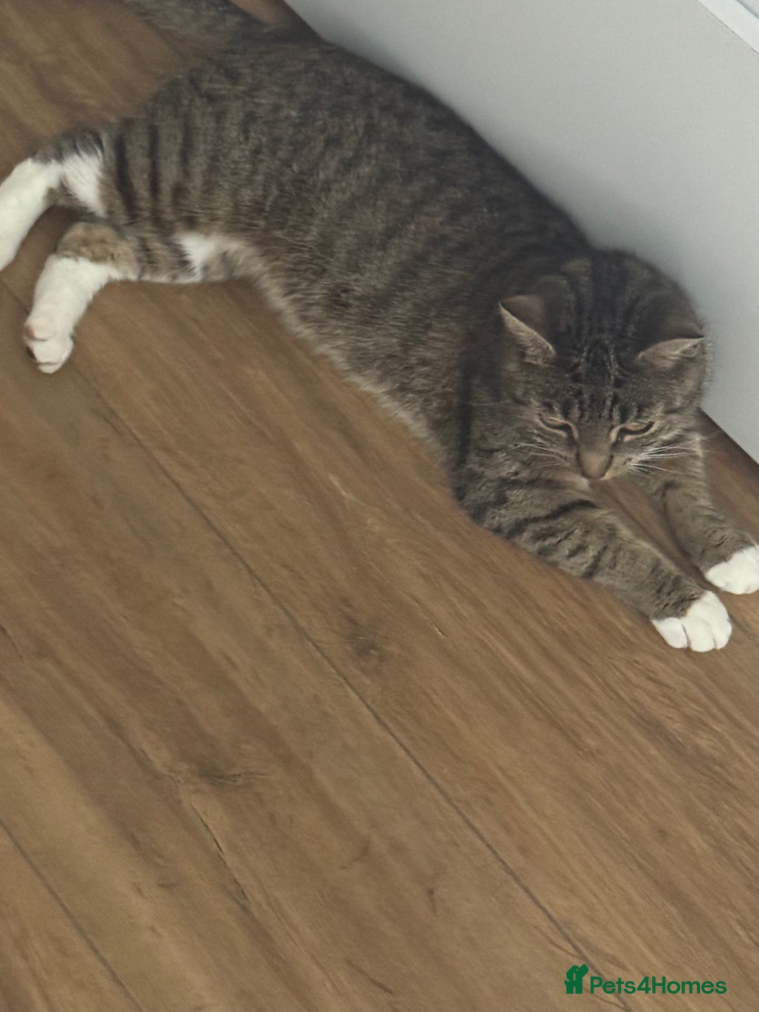 Domestic Shorthair cats for sale: Beautiful female tabby cat for sale  - Image 3
