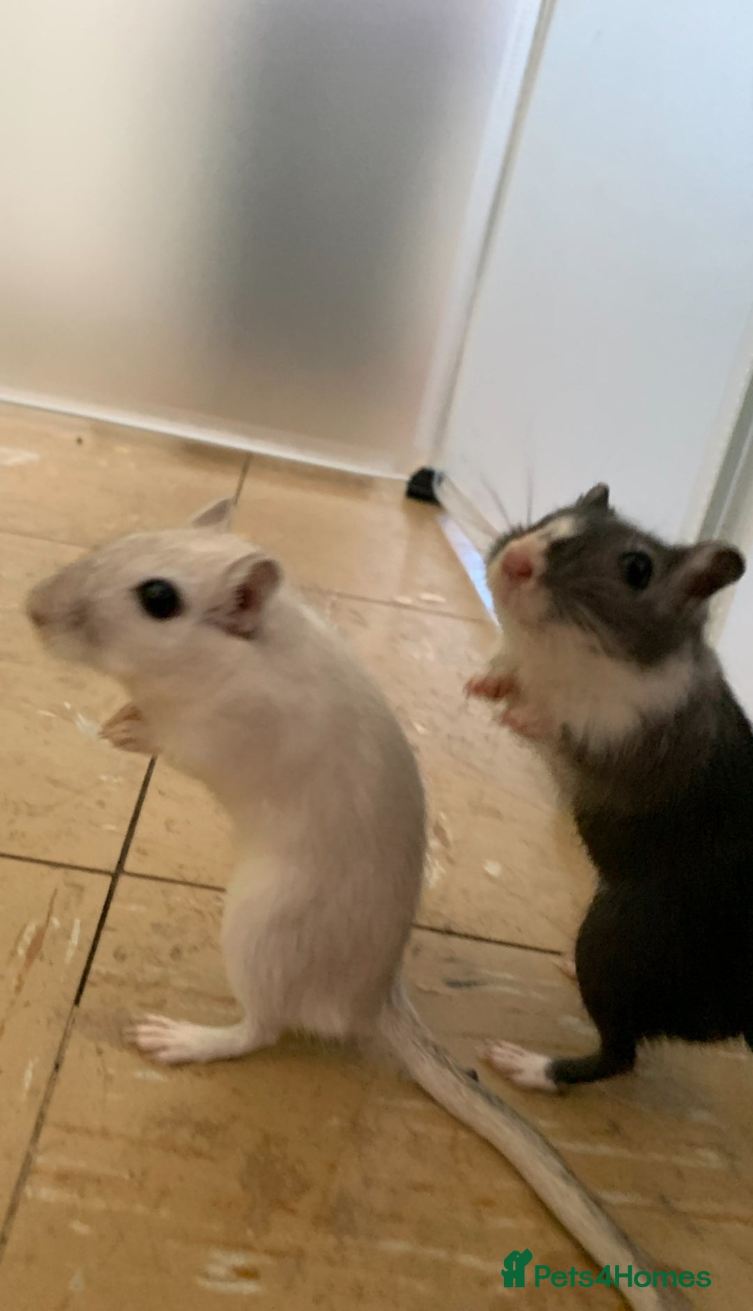 Gerbil rodents for sale: Bonded gerbils for rehoming  - Image 3