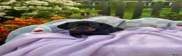 Miniature Dachshund dogs for sale: 5 left kc reg dna tested mini dachshund puppies  - Advert 3