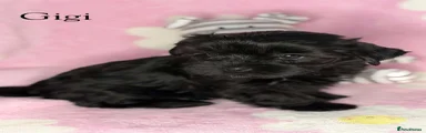 Yorkshire Terrier 1
