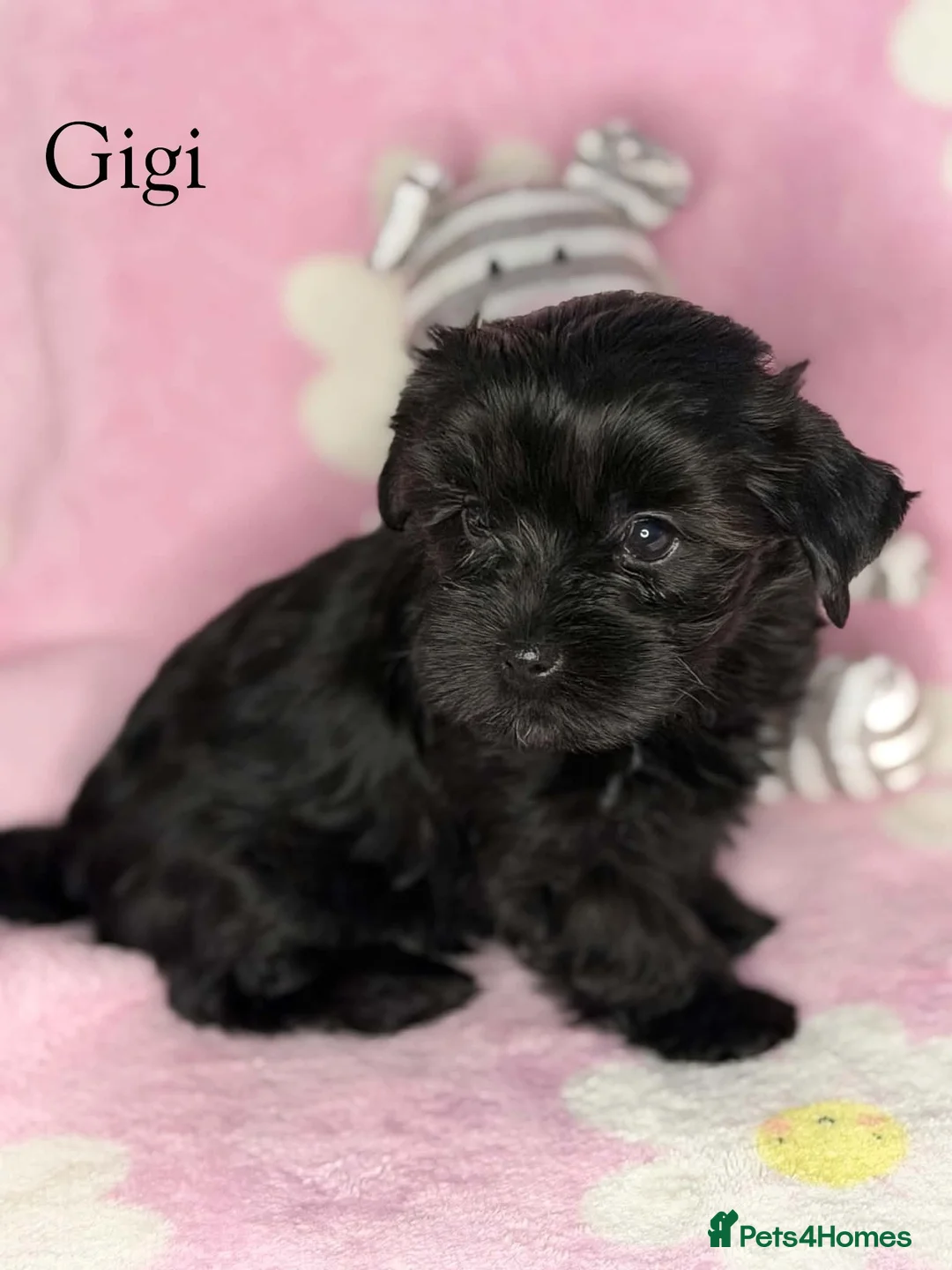 Yorkshire Terrier dogs for sale: Girls-Gorgeous Yorkshire Terrier-Ready 14 August - Advert 1