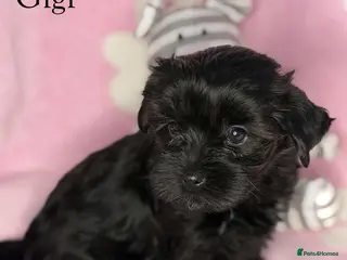 Yorkshire Terrier dogs Gorgeous Yorkshire Terrier Girls-Ready 14 August - Advert 1