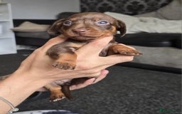 Miniature Dachshund dogs for sale: Miniature dachshunds  - Image 6